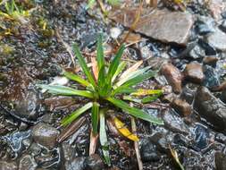 Plancia ëd Plantago tubulosa Decne.