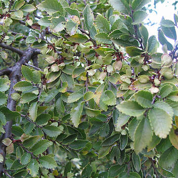 Imagem de Ulmus parvifolia Jacq.