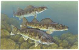 Image of Walleye