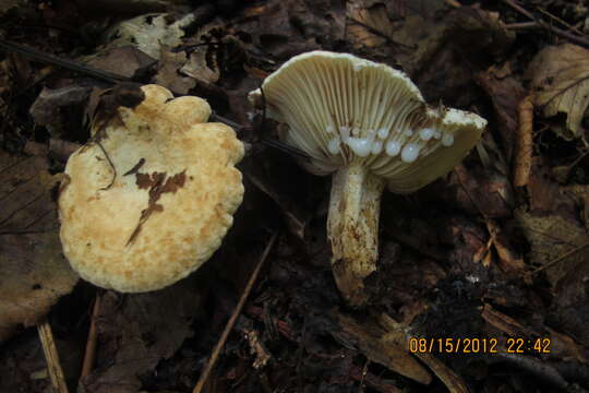 Image of Lactifluus luteolus (Peck) Verbeken 2012