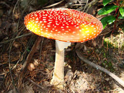 Image of Fly agaric