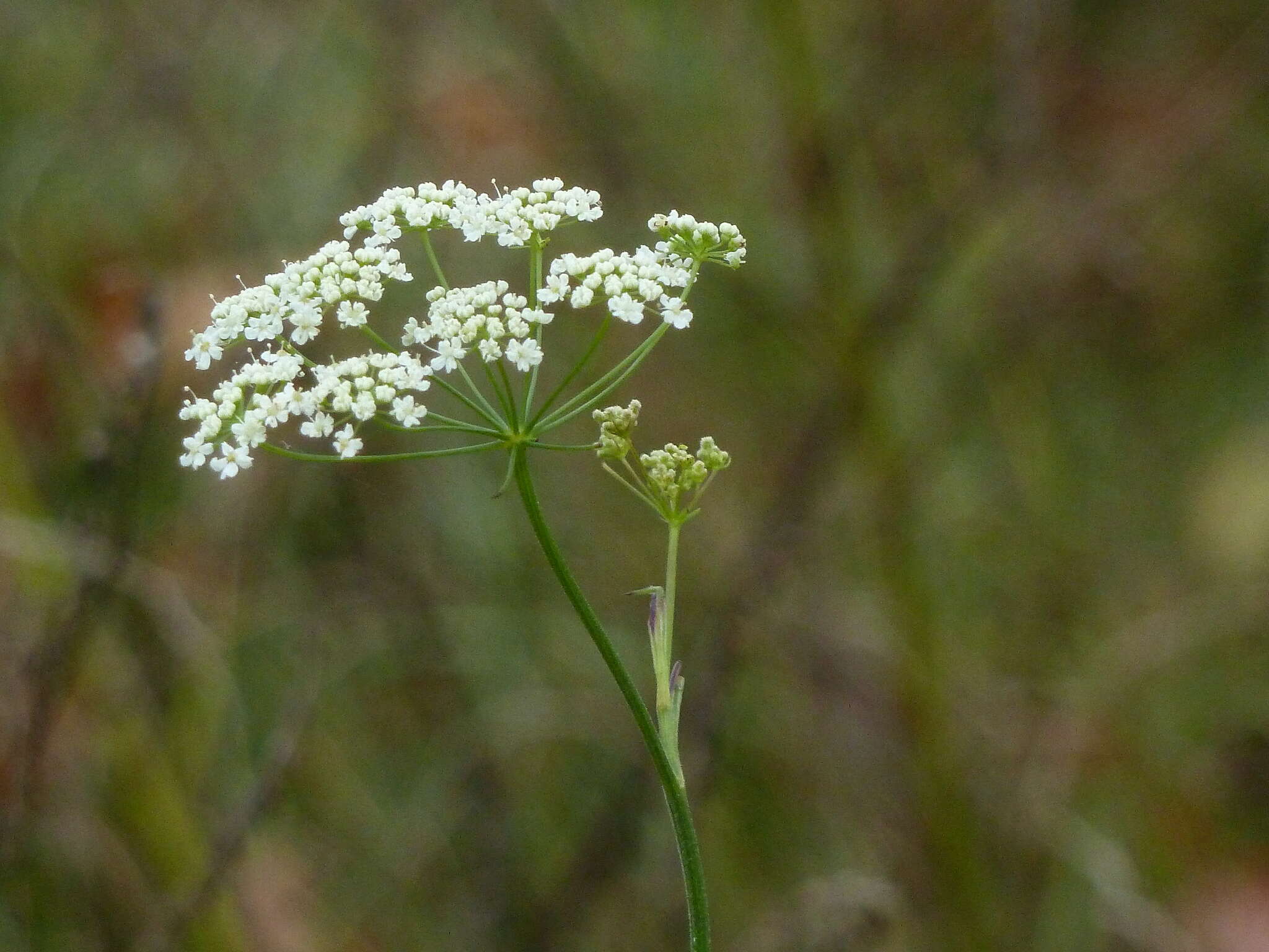 Image of burnet saxifrage