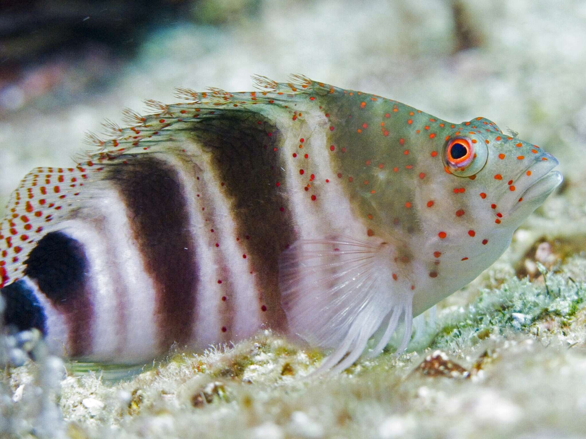 Image of Grannyfish