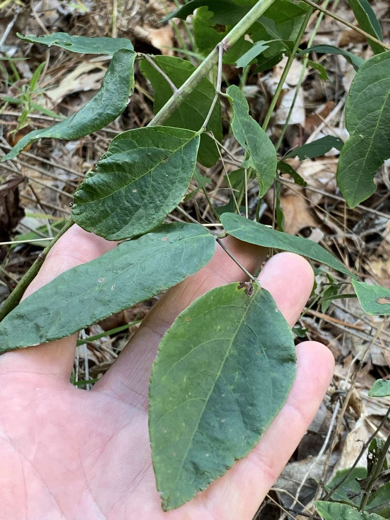 Imagem de Desmodium laevigatum (Nutt.) DC.