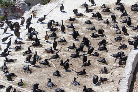 Image of Brandt's Cormorant