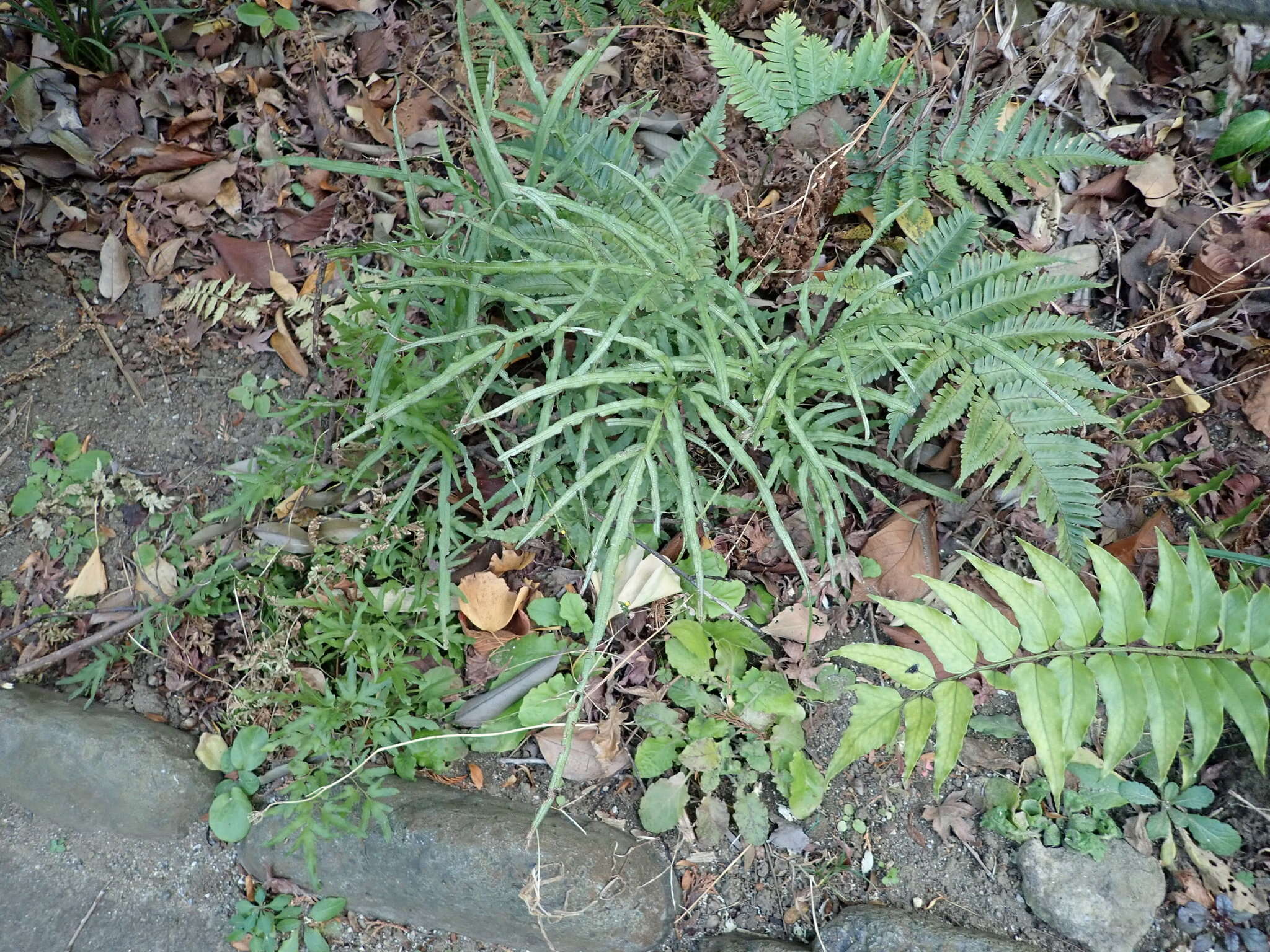 Sivun Pteris multifida Poir. kuva