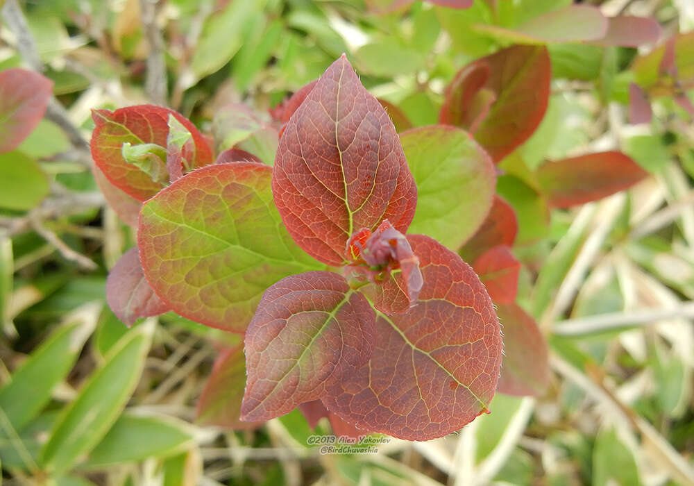 Sivun Leucothoe grayana Maxim. kuva