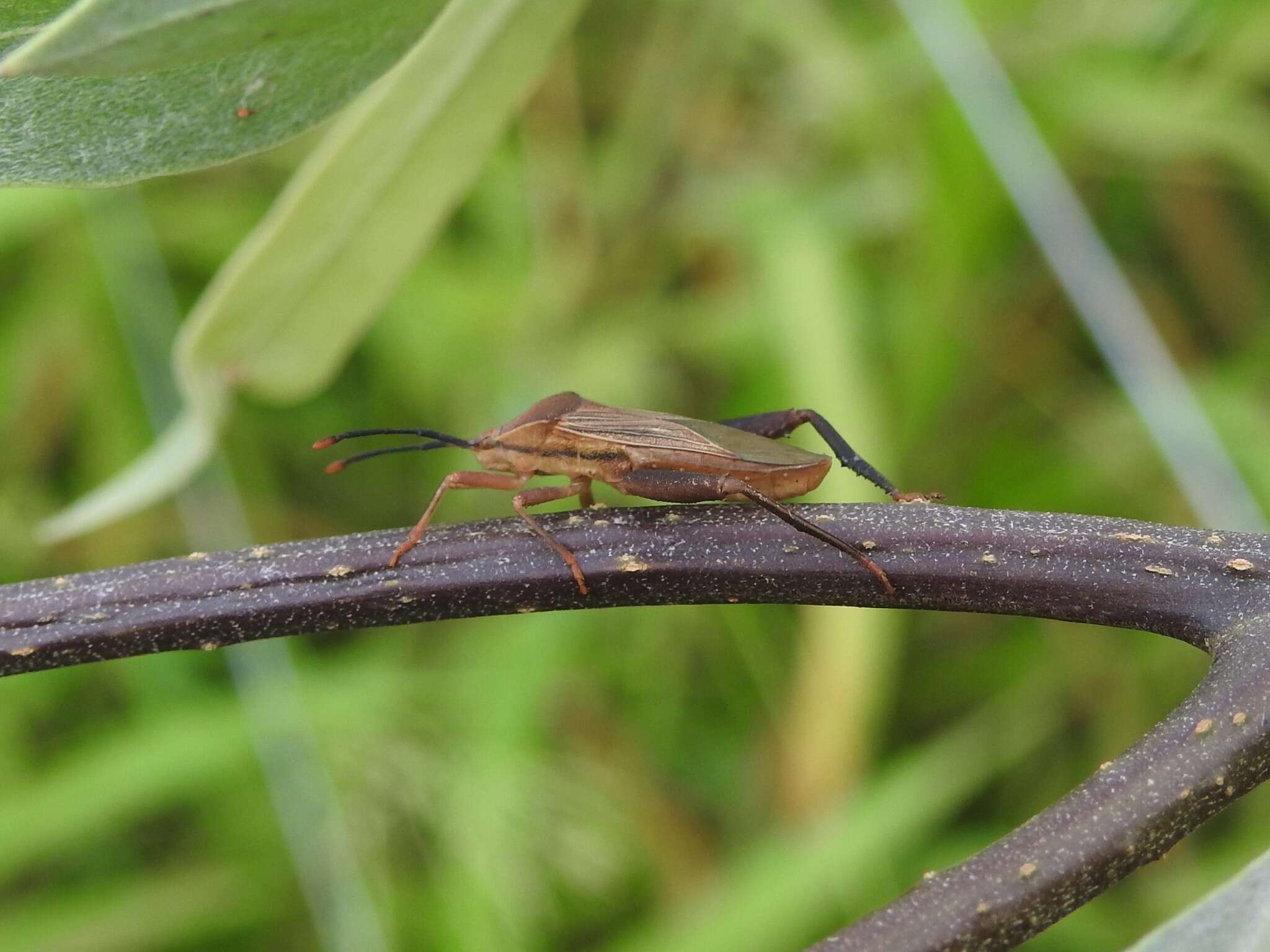 Plancia ëd Athaumastus subcarinatus (Stål 1860)