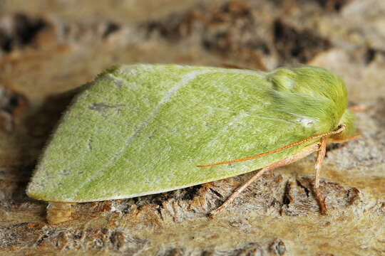 Image of green silver-lines