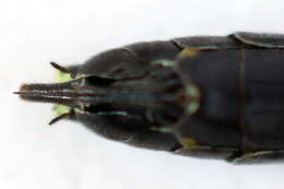 Image of <i>Cephus fumipennis</i>