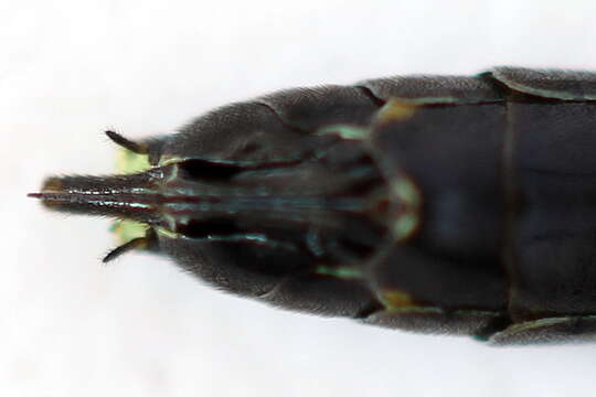 Image of <i>Cephus fumipennis</i>