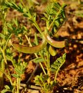 Imagem de Astragalus nuttallianus var. micranthiformis Barneby