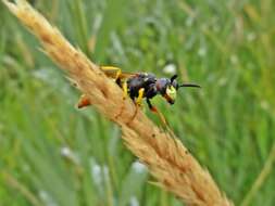 Imagem de Philanthus triangulum (Fabricius 1775)