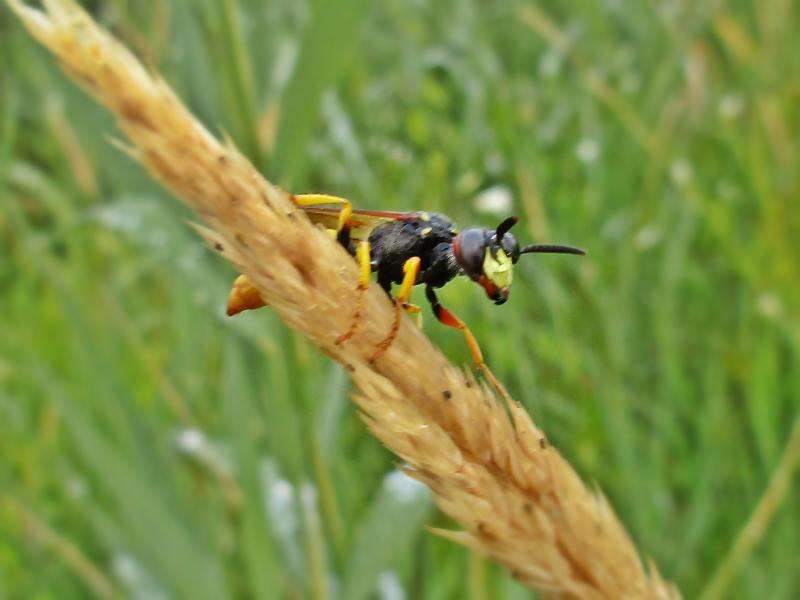 Imagem de Philanthus triangulum (Fabricius 1775)