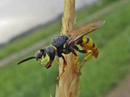 Imagem de Philanthus triangulum (Fabricius 1775)