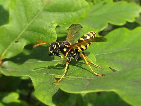 Image de Polistes dominula (Christ 1791)