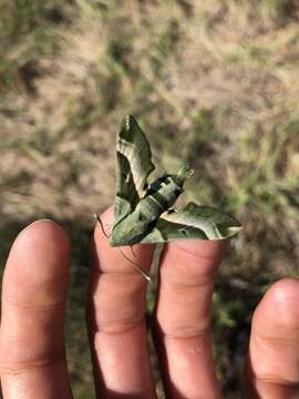 Proserpinus juanita (Strecker 1876) resmi