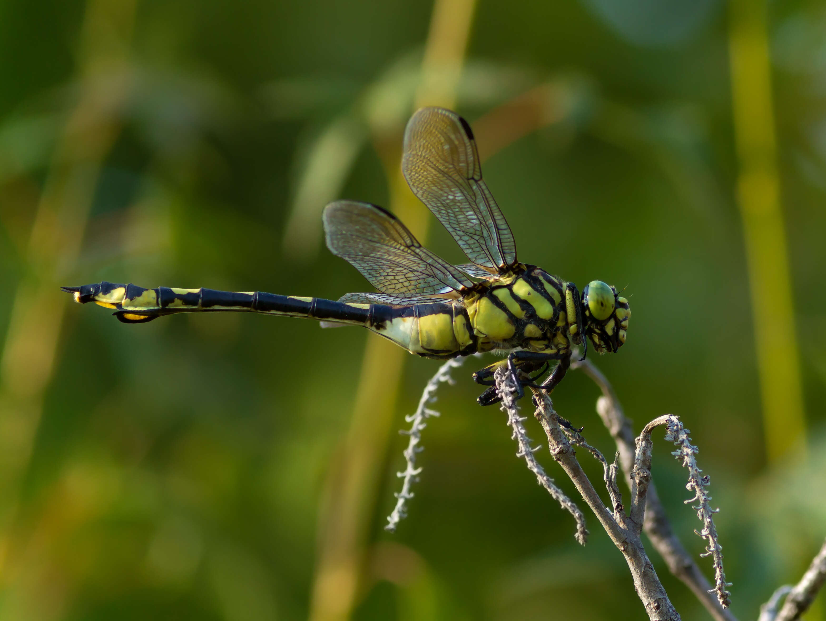 صورة Sinictinogomphus Fraser 1939