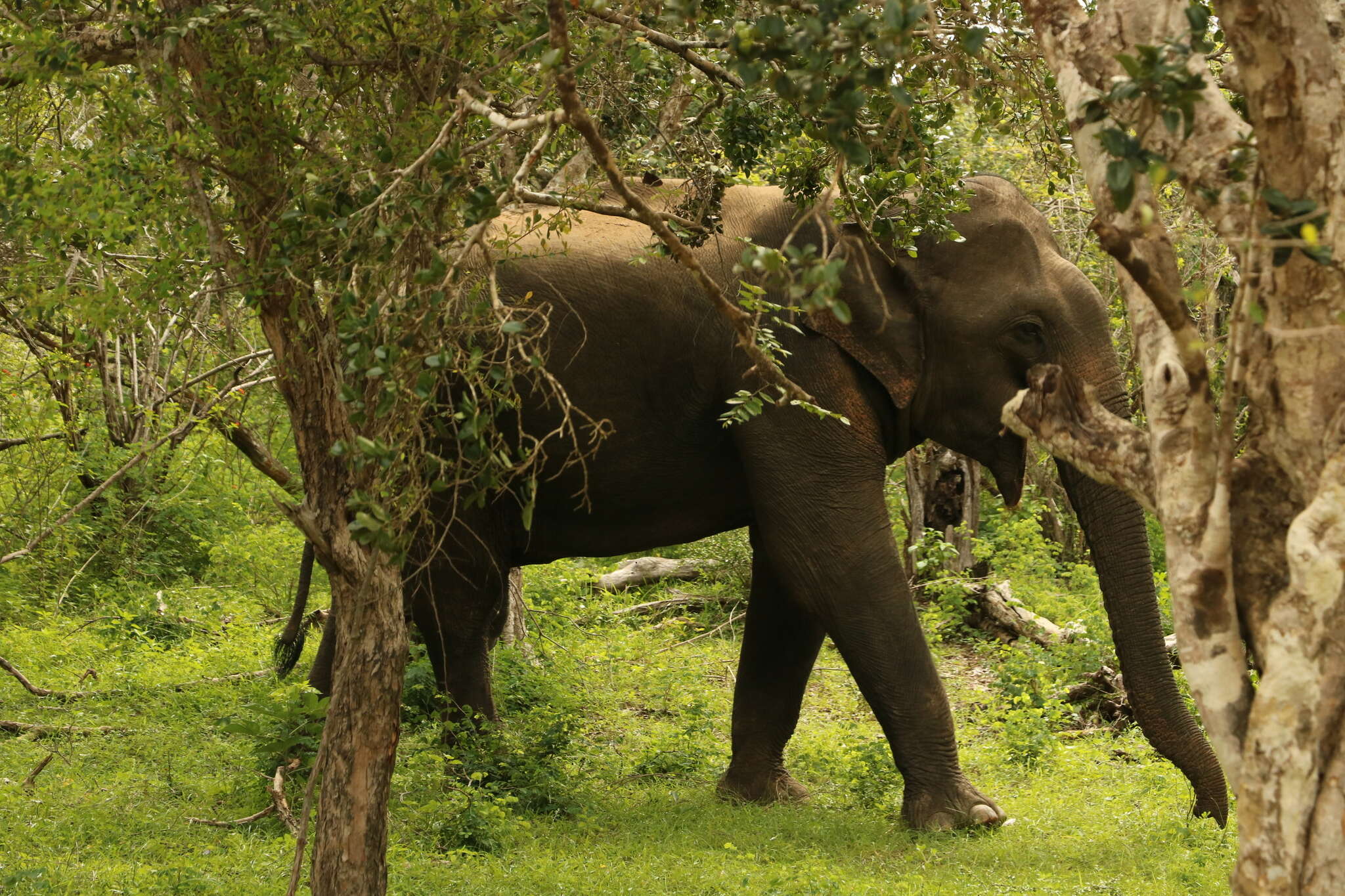 Image of Sri Lankan elephant