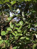 Imagem de Rhododendron mariesii Hemsl. & E. H. Wilson