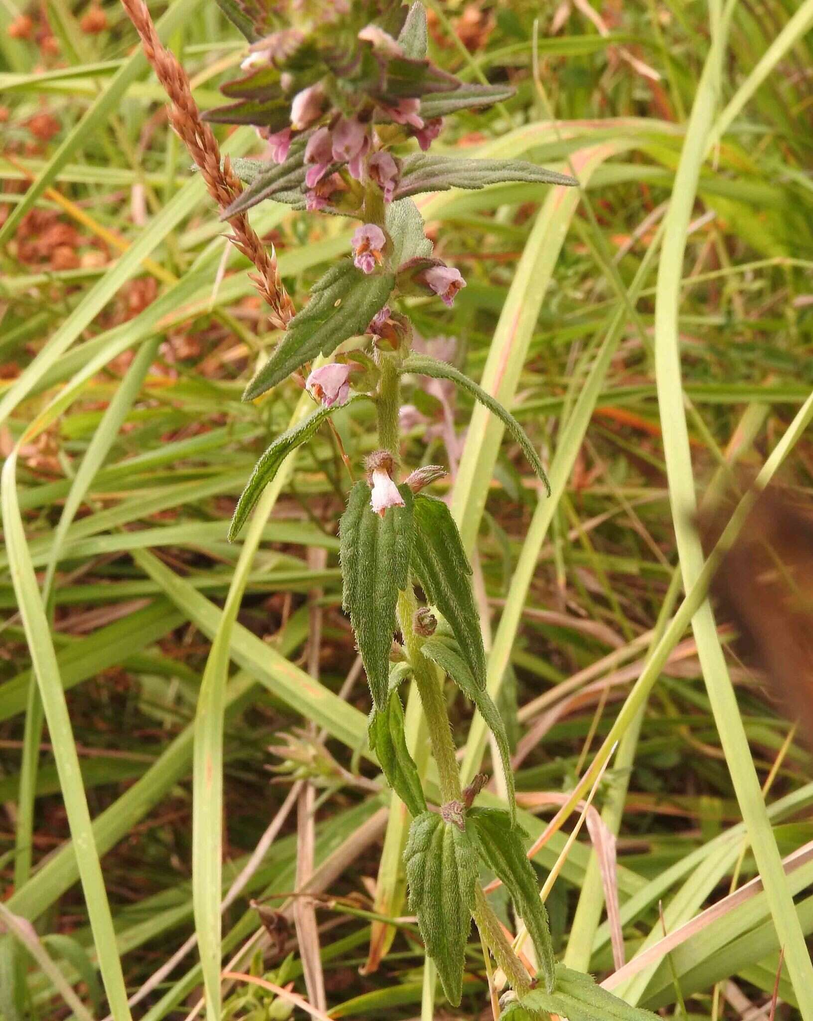 Image of red bartsia