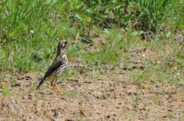 Plancia ëd Turdus litsitsirupa (Smith & A 1836)