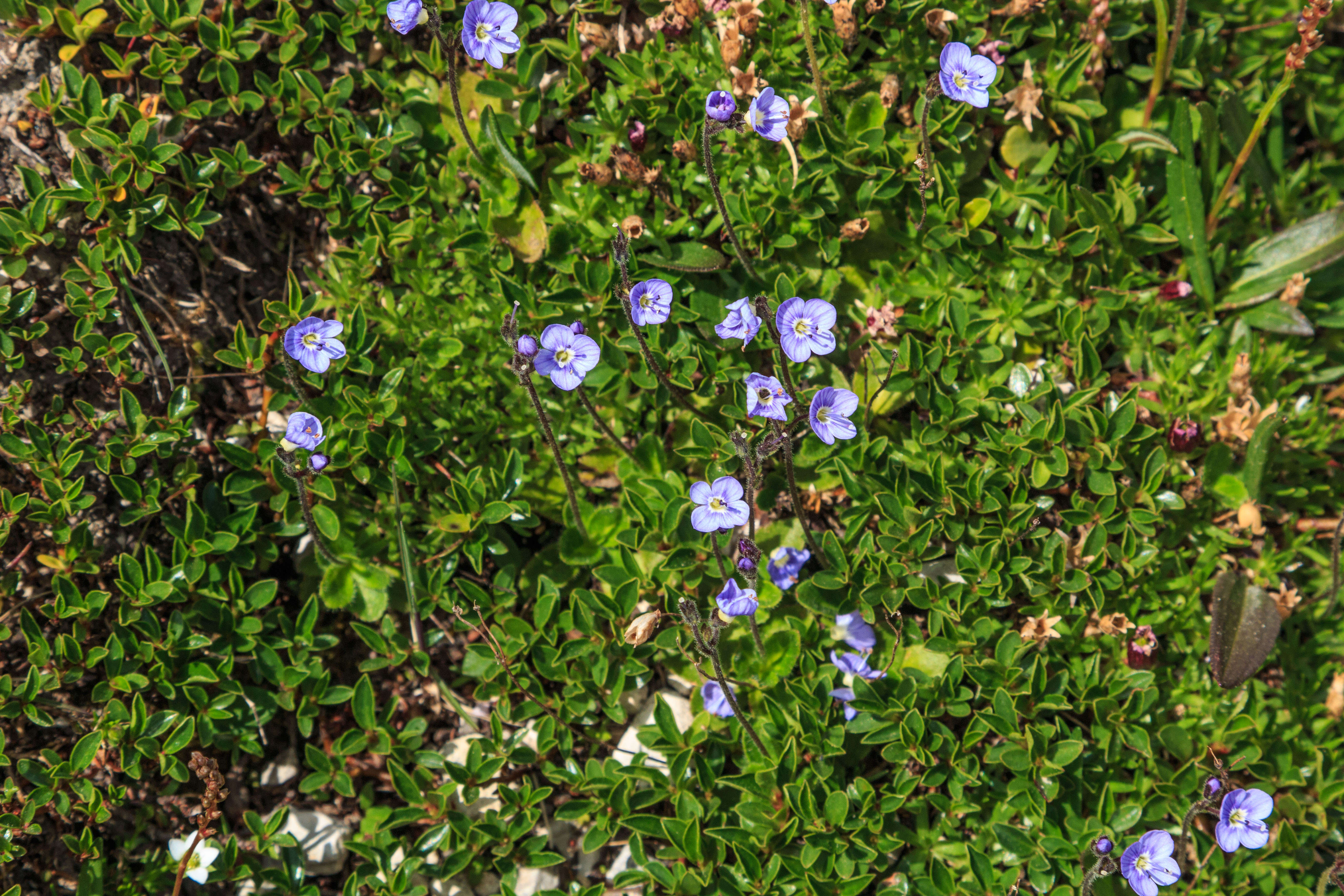 Image of leafless-stemmed speedwell