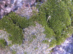 Image of Wright's jaffueliobryum moss