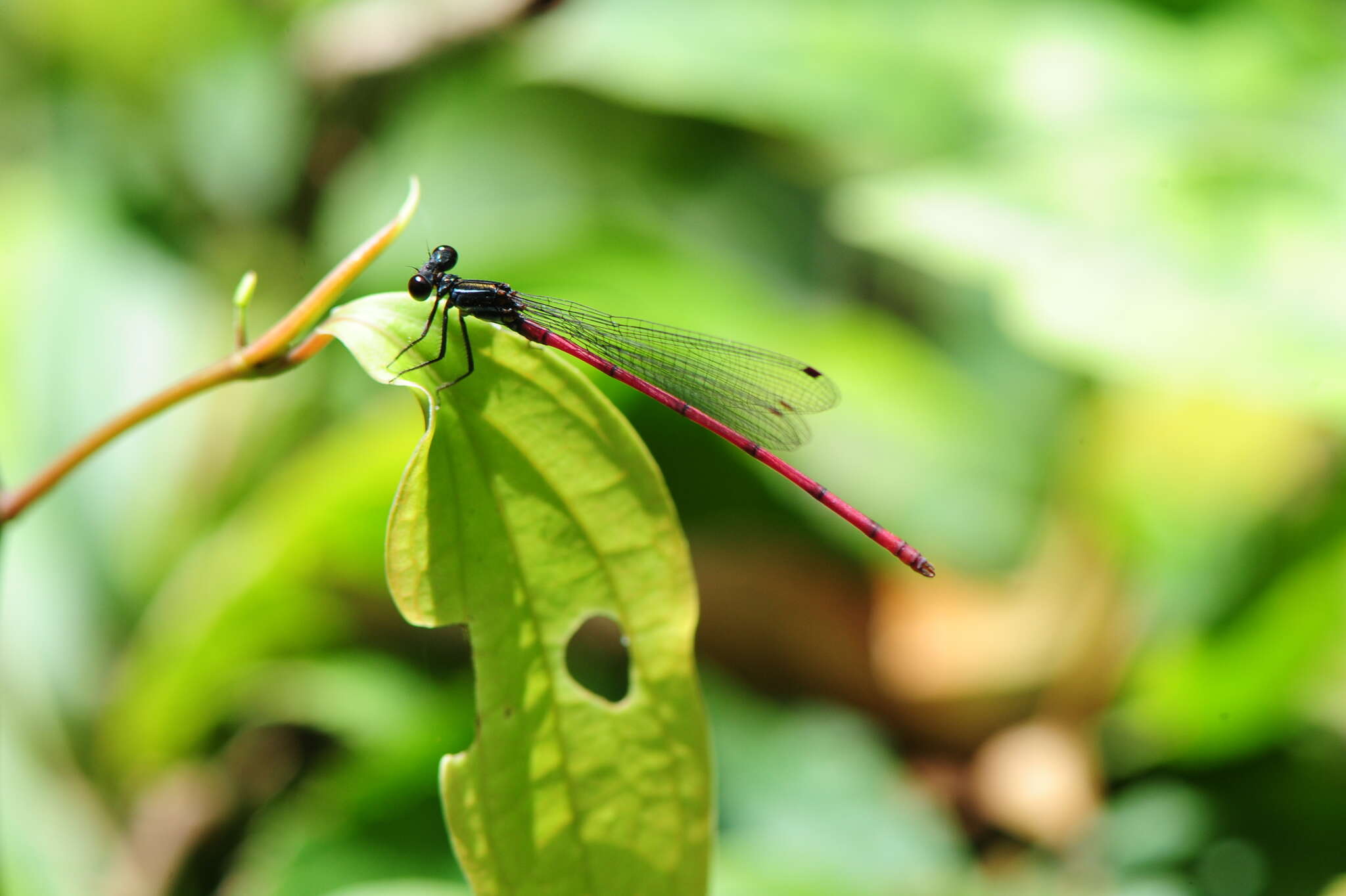 Sivun Calicnemia sinensis Lieftinck 1984 kuva