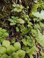 Image of Aeonium goochiae Webb. & Berth.