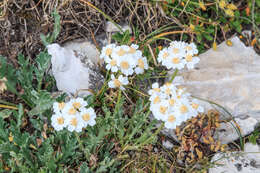 Image of silvery yarrow