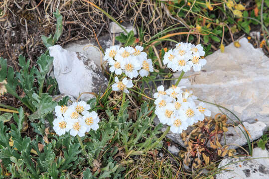 Image of Achillea clavennae L.