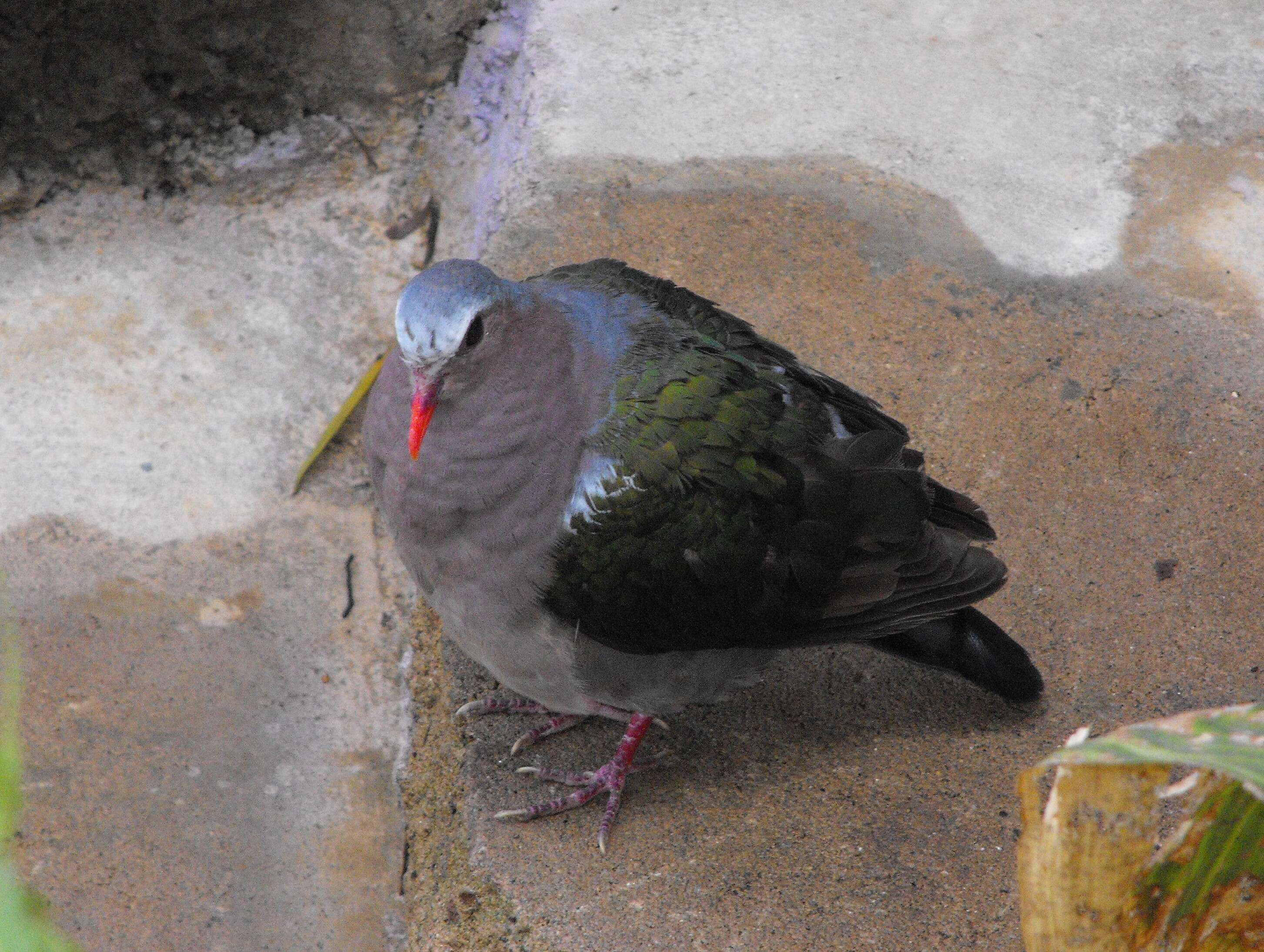 Image of Common Emerald Dove