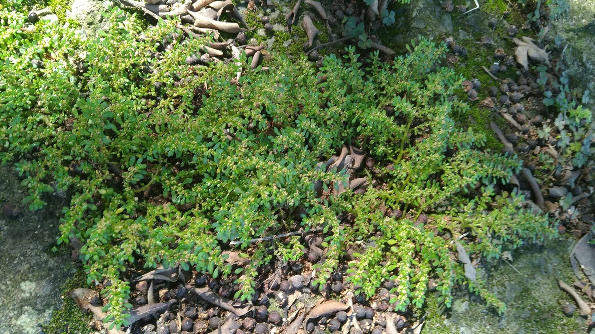 Plancia ëd Pilea microphylla (L.) Liebm.