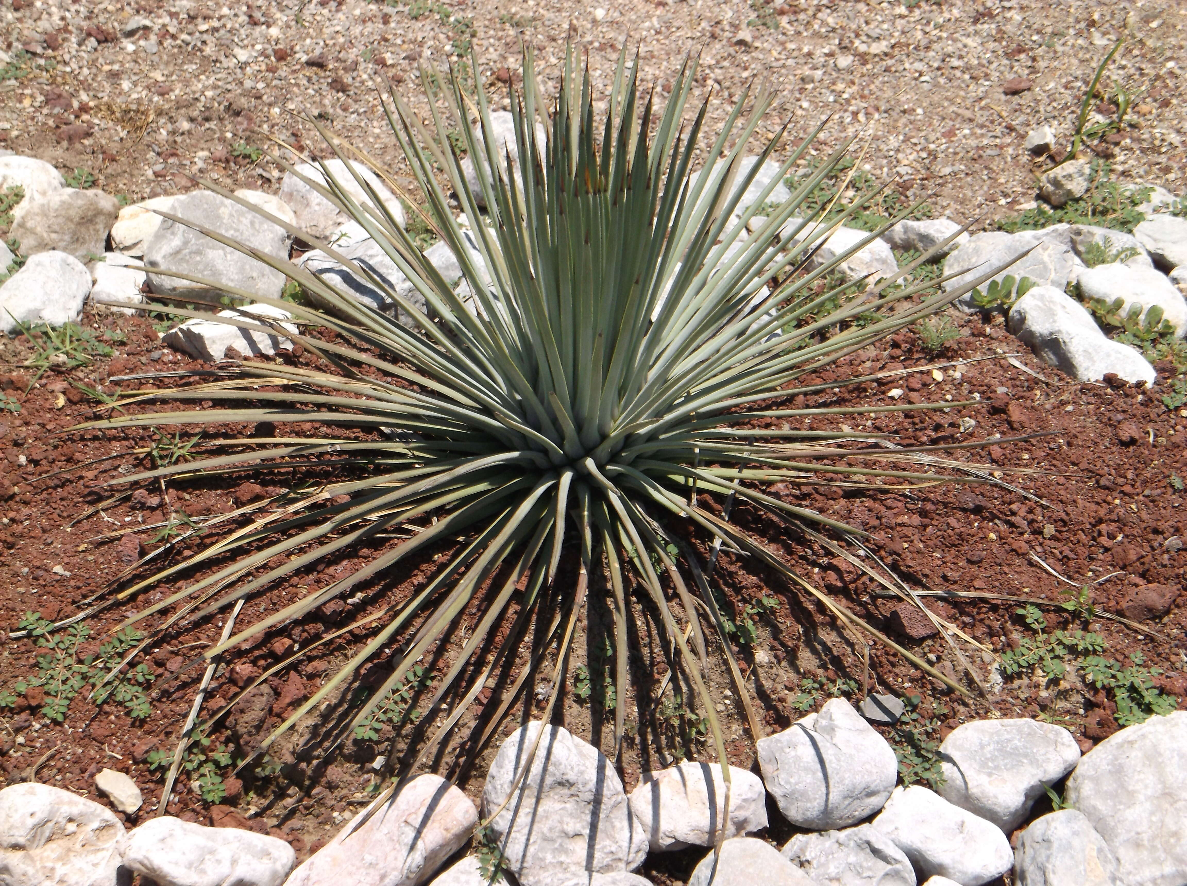 Image of Agave striata Zucc.