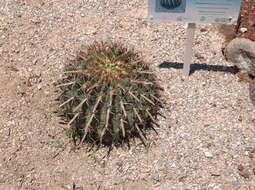 Image of Ferocactus latispinus (Haw.) Britton & Rose