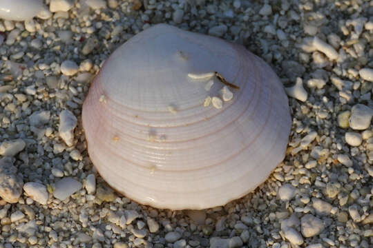 Image of Codakia paytenorum (Iredale 1937)