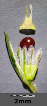 Image of redroot amaranth