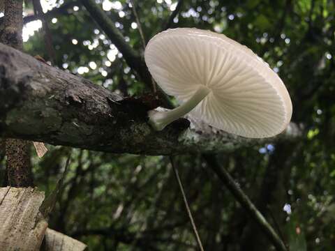 Image of Oudemansiella exannulata (Cleland & Cheel) R. H. Petersen 2010