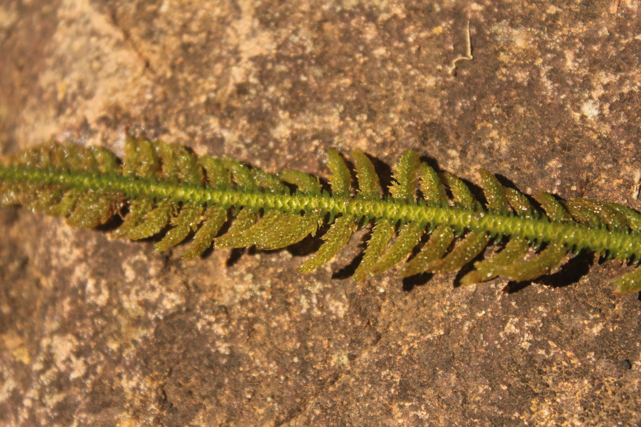 Image of Hydrostachys polymorpha Klotzsch