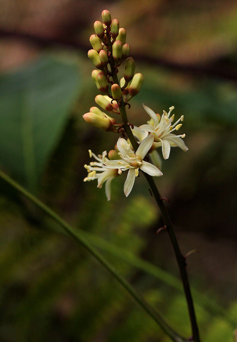 Image of Quassia africana (Baill.) Baill.