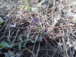 Image of Polygala hybrida Bruegg.