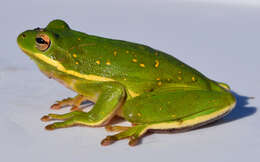 Image of American Green Treefrog