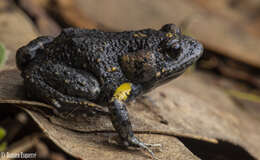 Image of Tyler’s Toadlet