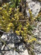 Image of Sedum urvillei DC.