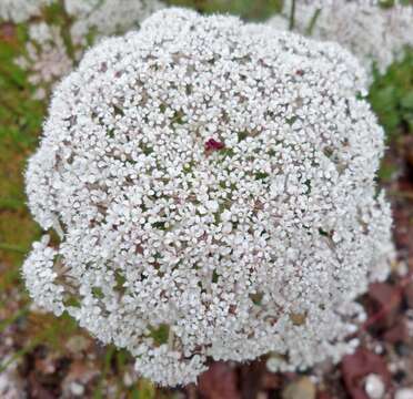 Image of Queen Anne's lace