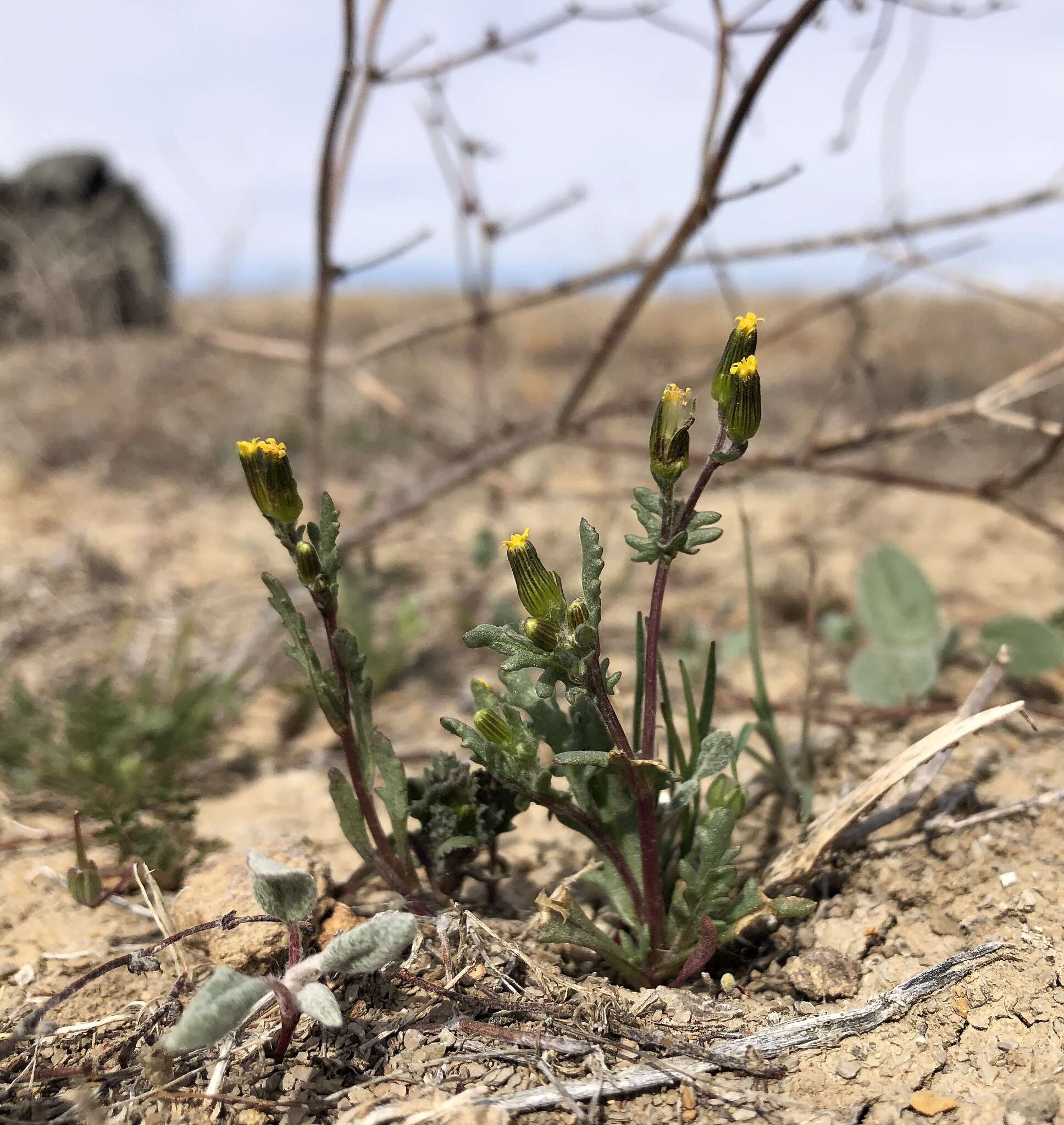 Plancia ëd Senecio aphanactis Greene