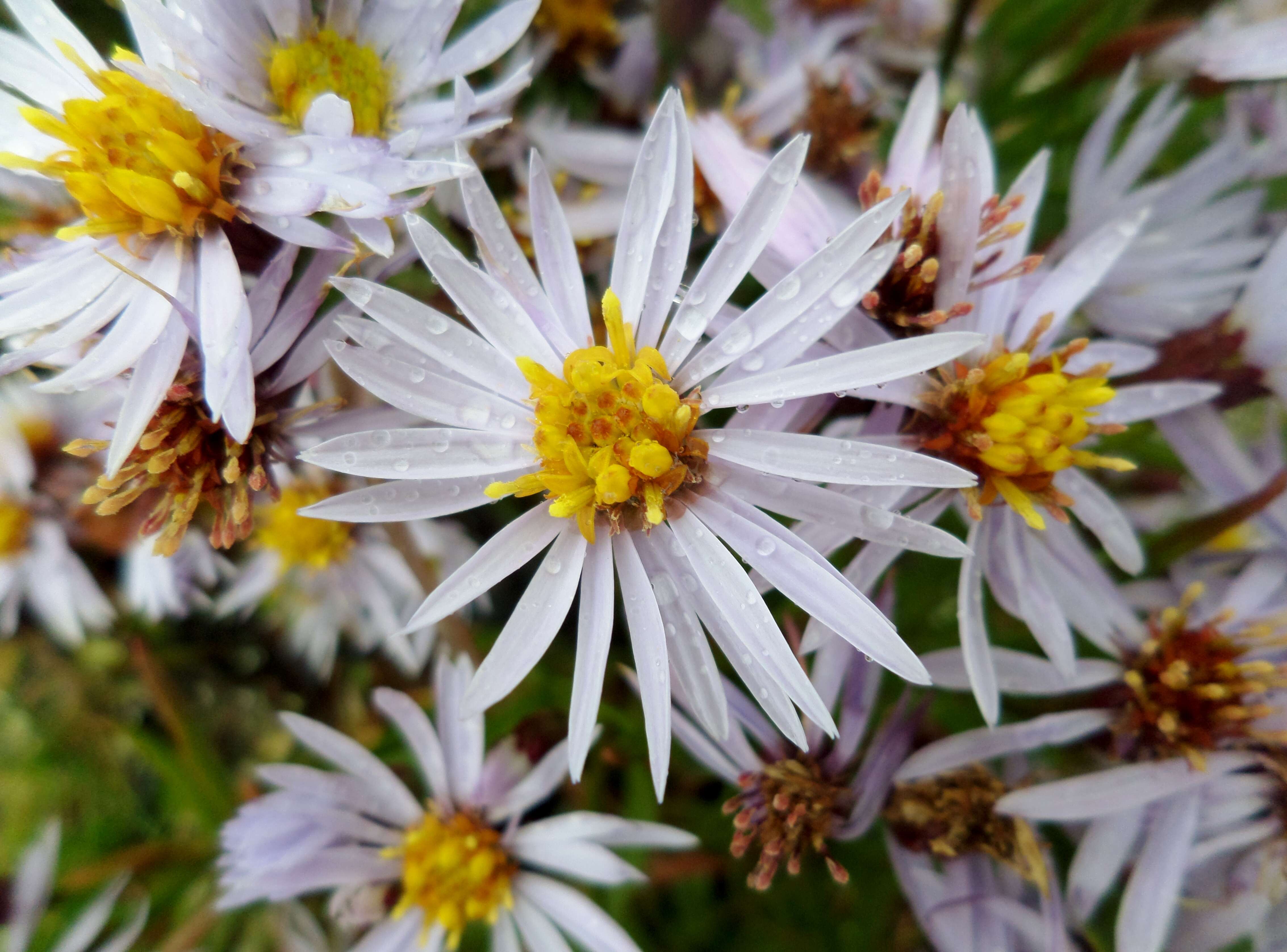 Image of sea aster