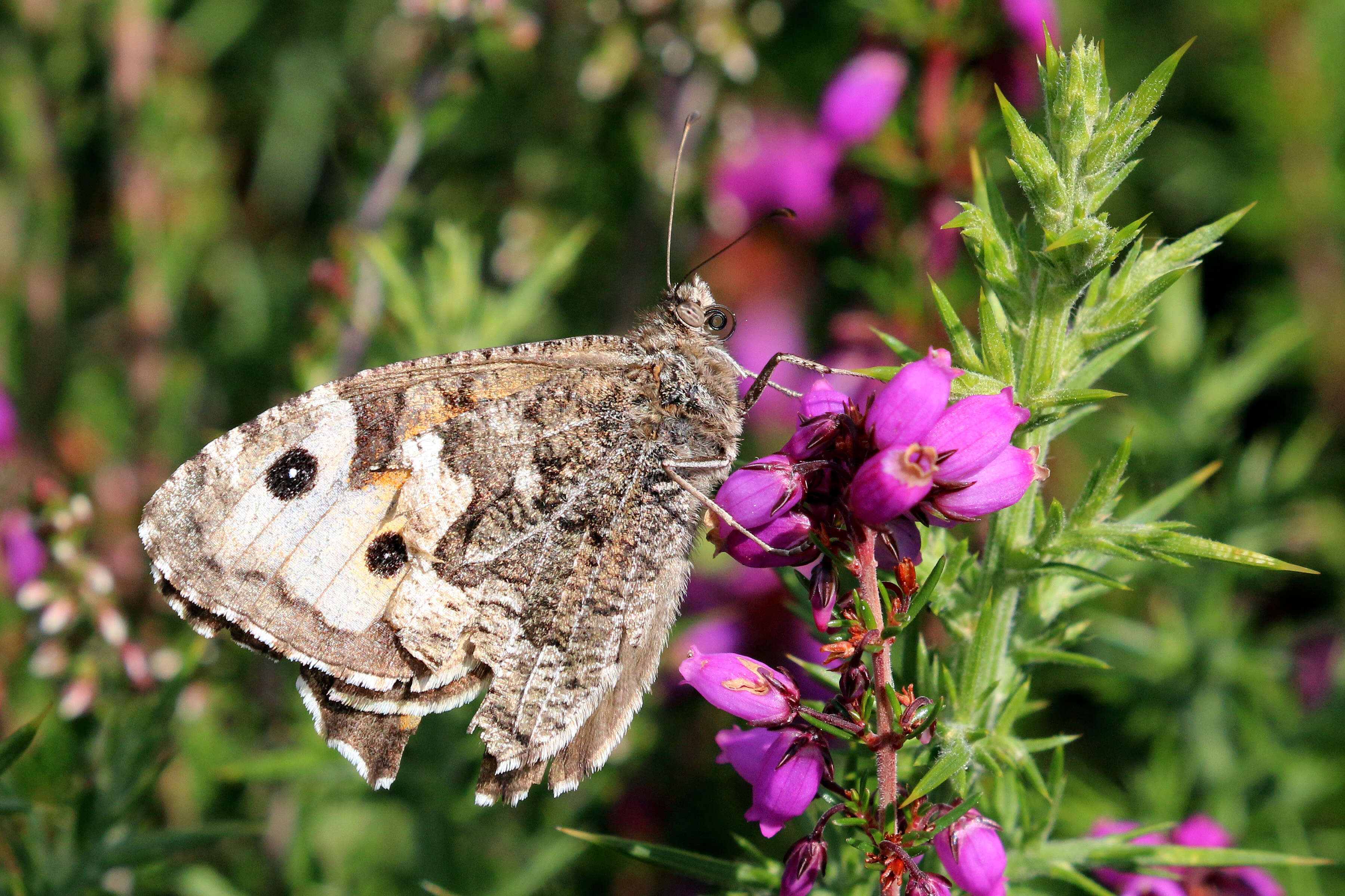 Image of Grayling