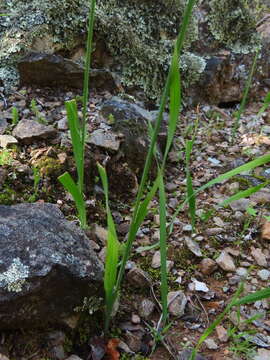 Image of Ixia sobolifera subsp. albiflora Goldblatt & J. C. Manning